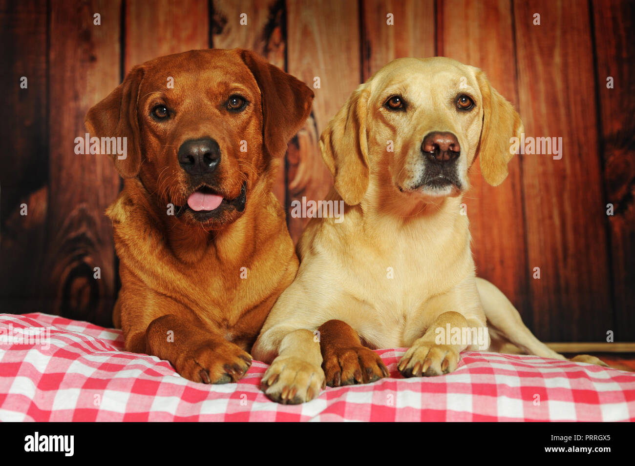 Due Labrador Retriever, giallo, maschio e femmina seduto accanto a ciascun altro, Austria Foto Stock