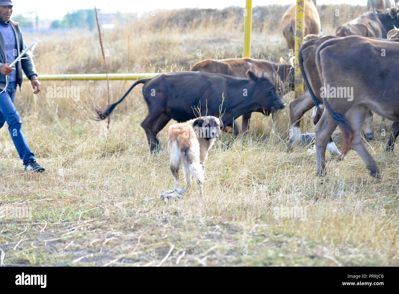 Cowboy radunare il bestiame nelle zone rurali di Armenia Foto Stock