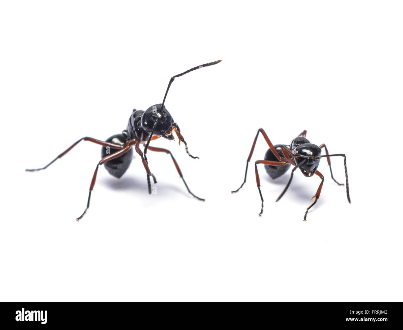 Comune di ant nero o nero garden ant isolati su sfondo bianco Foto Stock