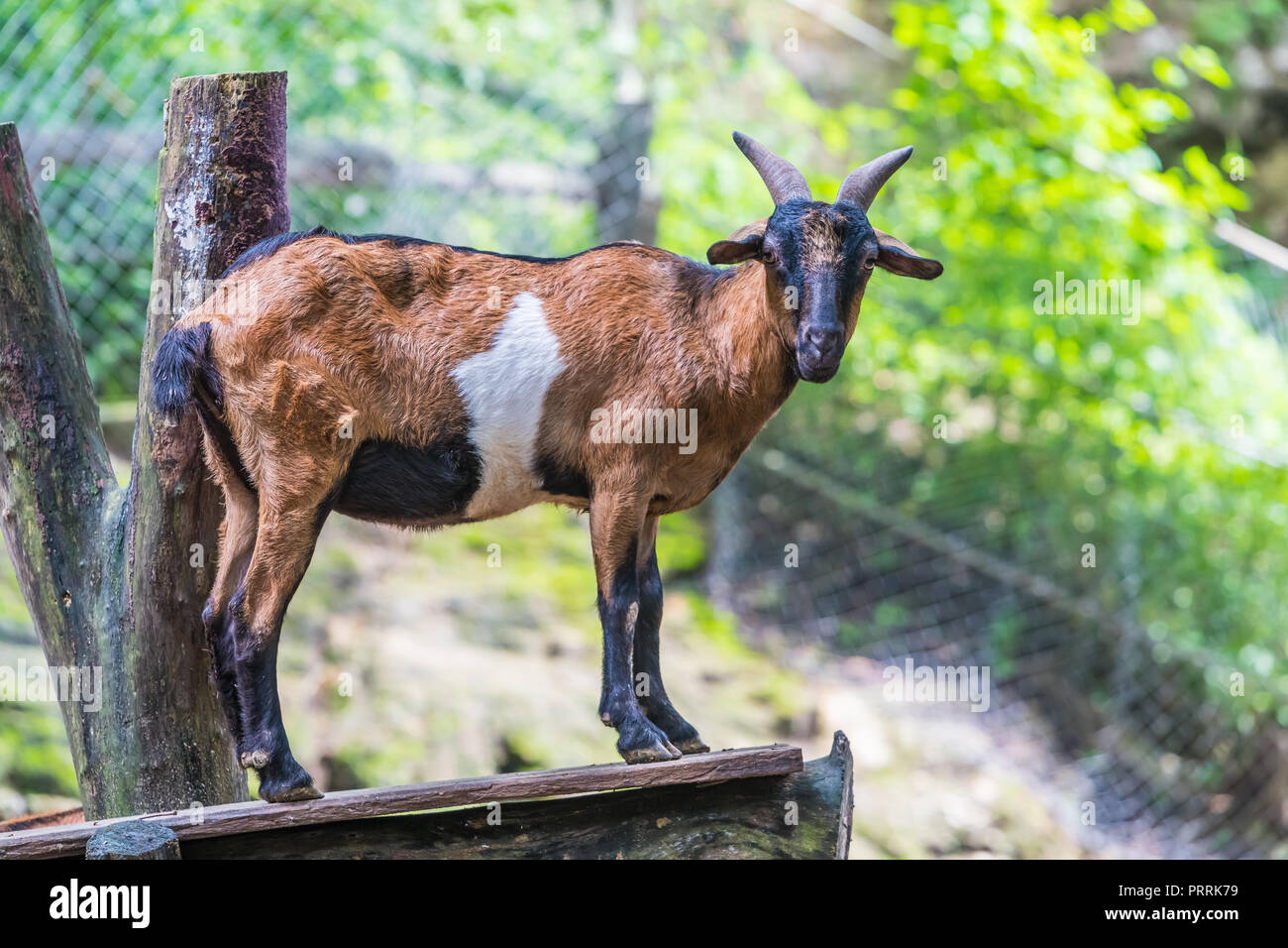 Caprone in piedi sul palco di legno in un zoo Foto Stock