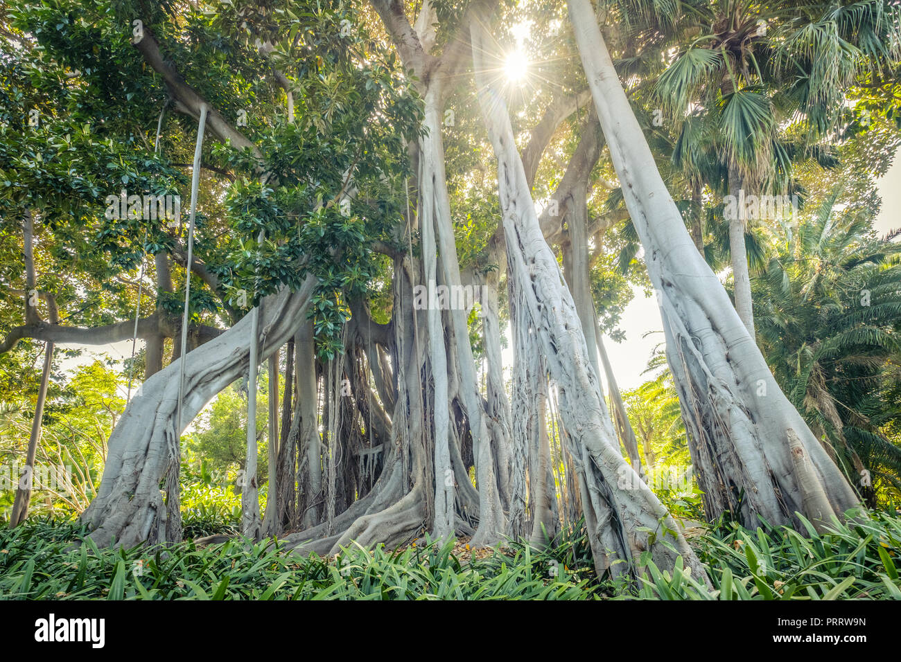 Gigantesco albero di ficus con aria appesi radici , Tenerife Foto Stock