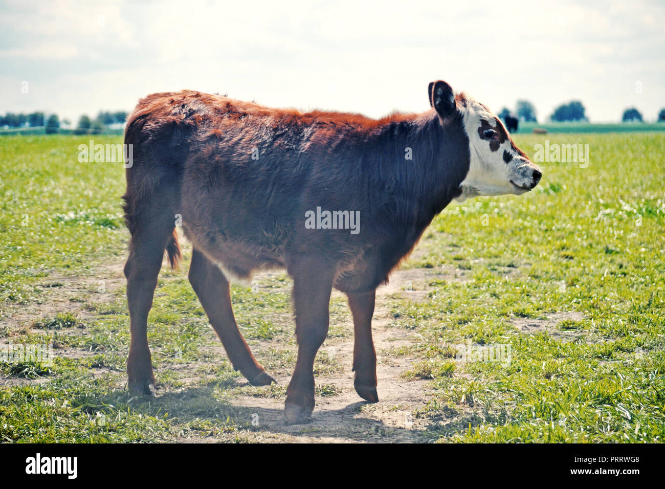 Hereford cow guardando la fotocamera in una fattoria Foto Stock