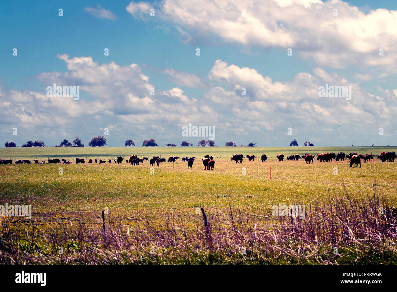 Hereford pascolo del bestiame in una fattoria Foto Stock