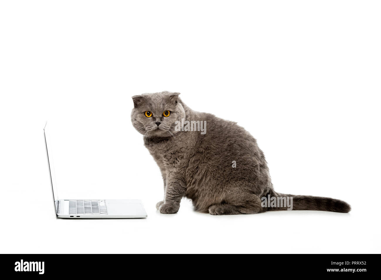 Grigio British Shorthair cat seduto vicino a laptop e guardando la telecamera isolata su sfondo bianco Foto Stock