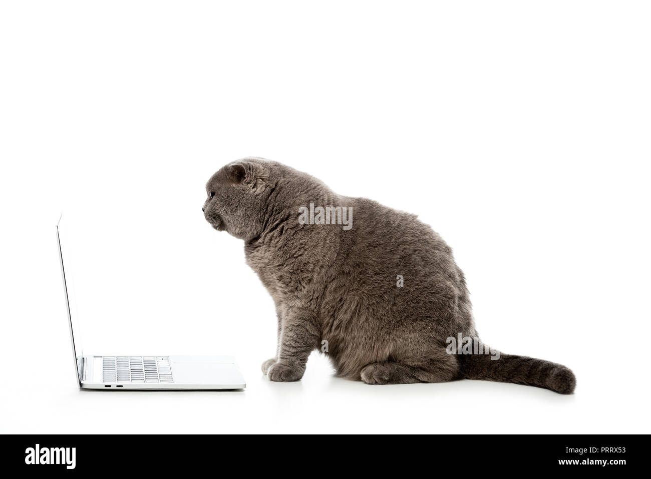 Vista laterale di grigio British Shorthair cat seduto vicino a computer portatile isolato su sfondo bianco Foto Stock