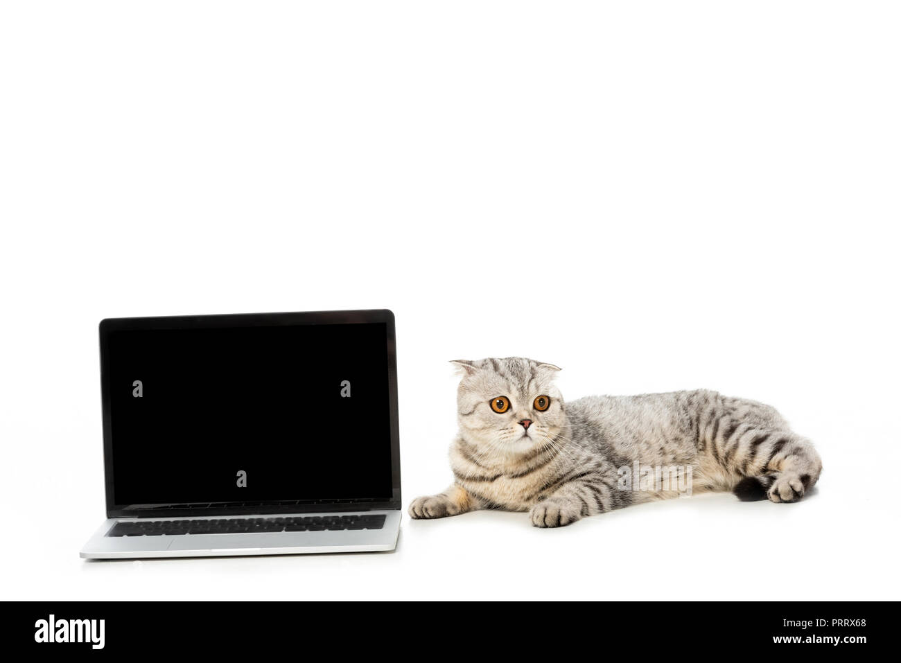 British Shorthair cat posa vicino a notebook con schermo vuoto isolato su sfondo bianco Foto Stock