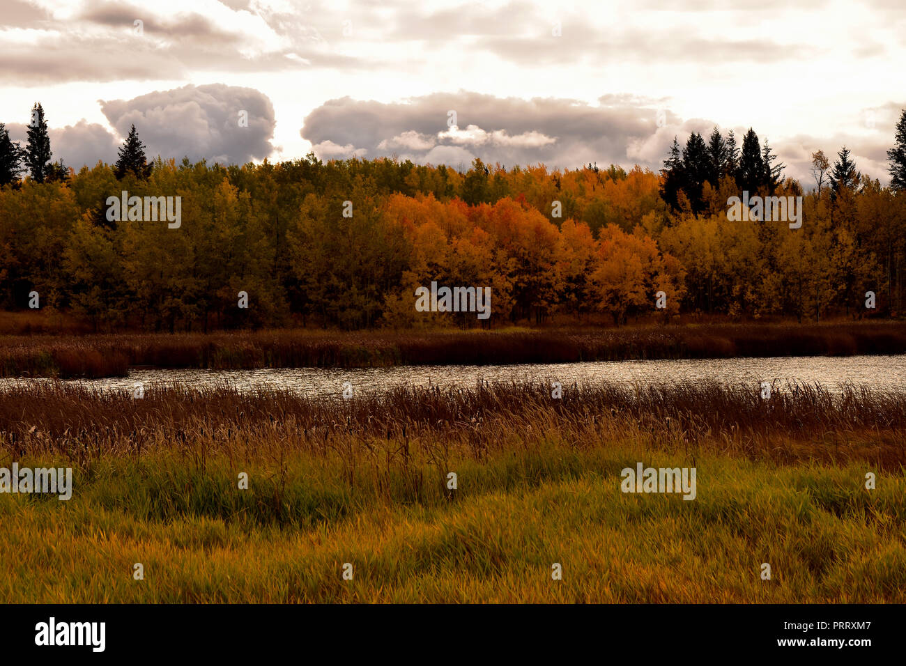 Autunno paesaggio intorno 100 Mile House, BC. Foto Stock