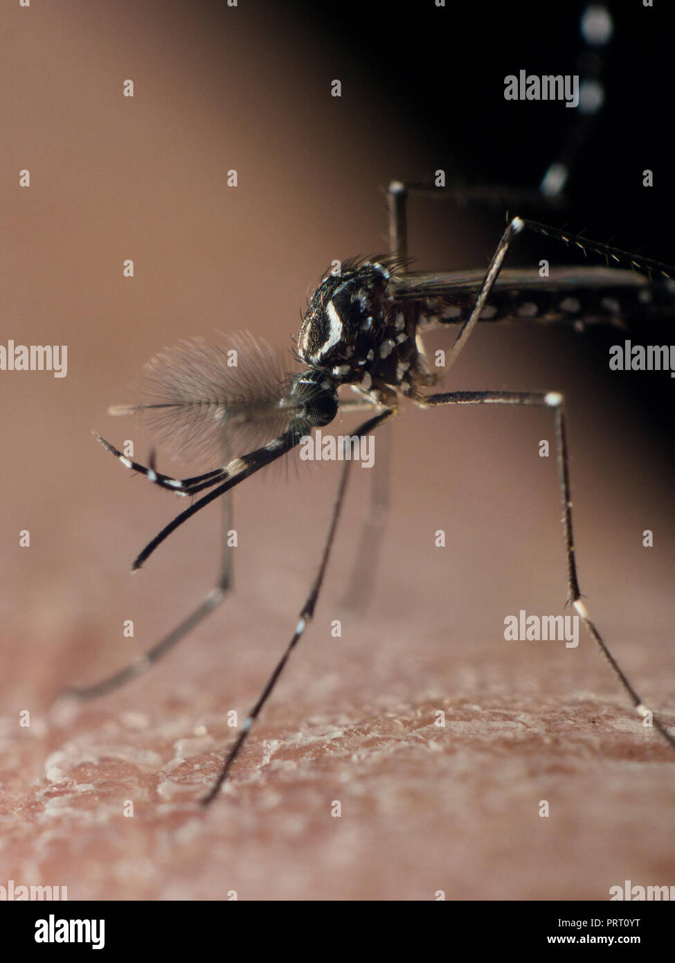 Foto verticale, vettore Aedes aegypti (mosquito da dengue) seduto sulla pelle umana. Vettore della febbre dengue, febbre gialla zika virus chikungunya e. Foto Stock