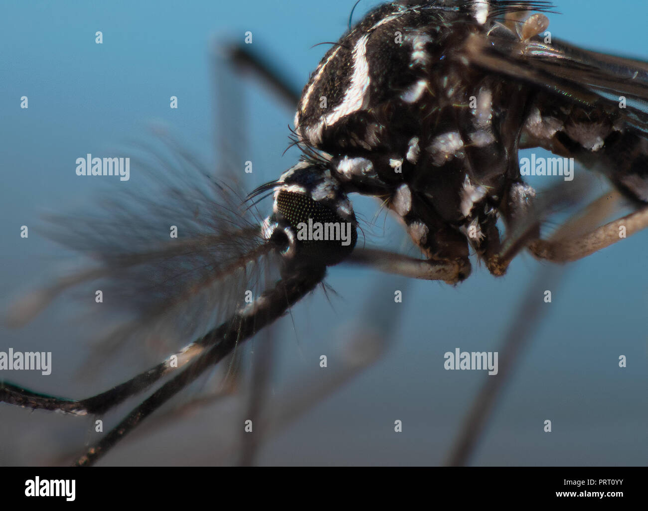 Macro estreme del vettore Aedes aegypti testa (febbre gialla mosquito), le malattie tropicali vettore noto come 'mosquito da dengue' in Brasile. Oggetto fisso. Foto Stock