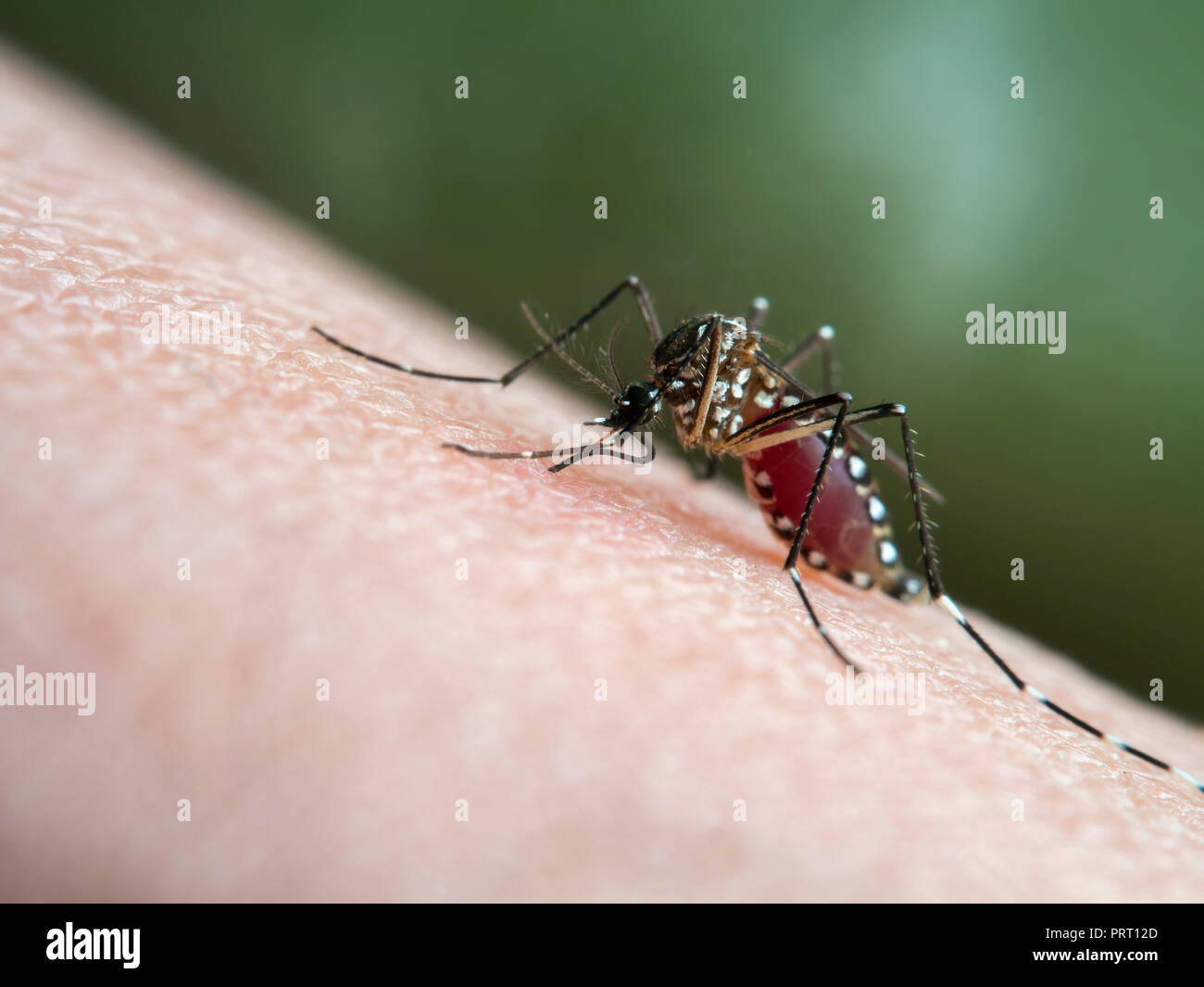 Vettore Aedes aegypti (mosquito da dengue) succhiare il sangue sulla pelle umana. Vettore della febbre dengue, febbre gialla zika virus chikungunya e. Foto Stock