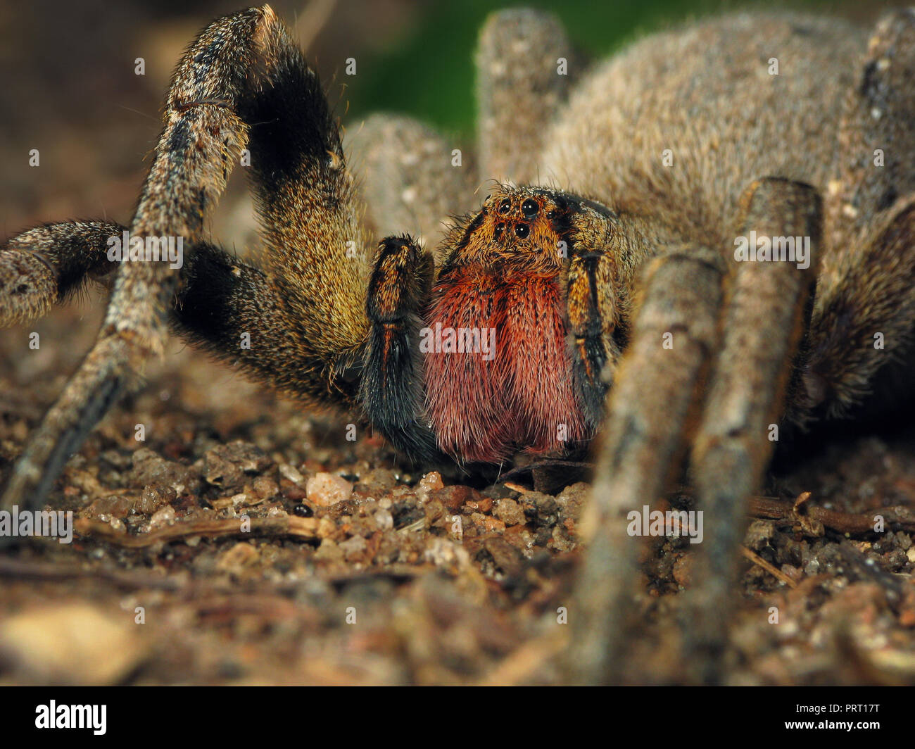 Brasiliano ragno errante (Phoneutria) macro frontale sul terreno, immagine a livello degli occhi che mostra le zanne rosso (chelicerae). Da sud-est del Brasile. Foto Stock