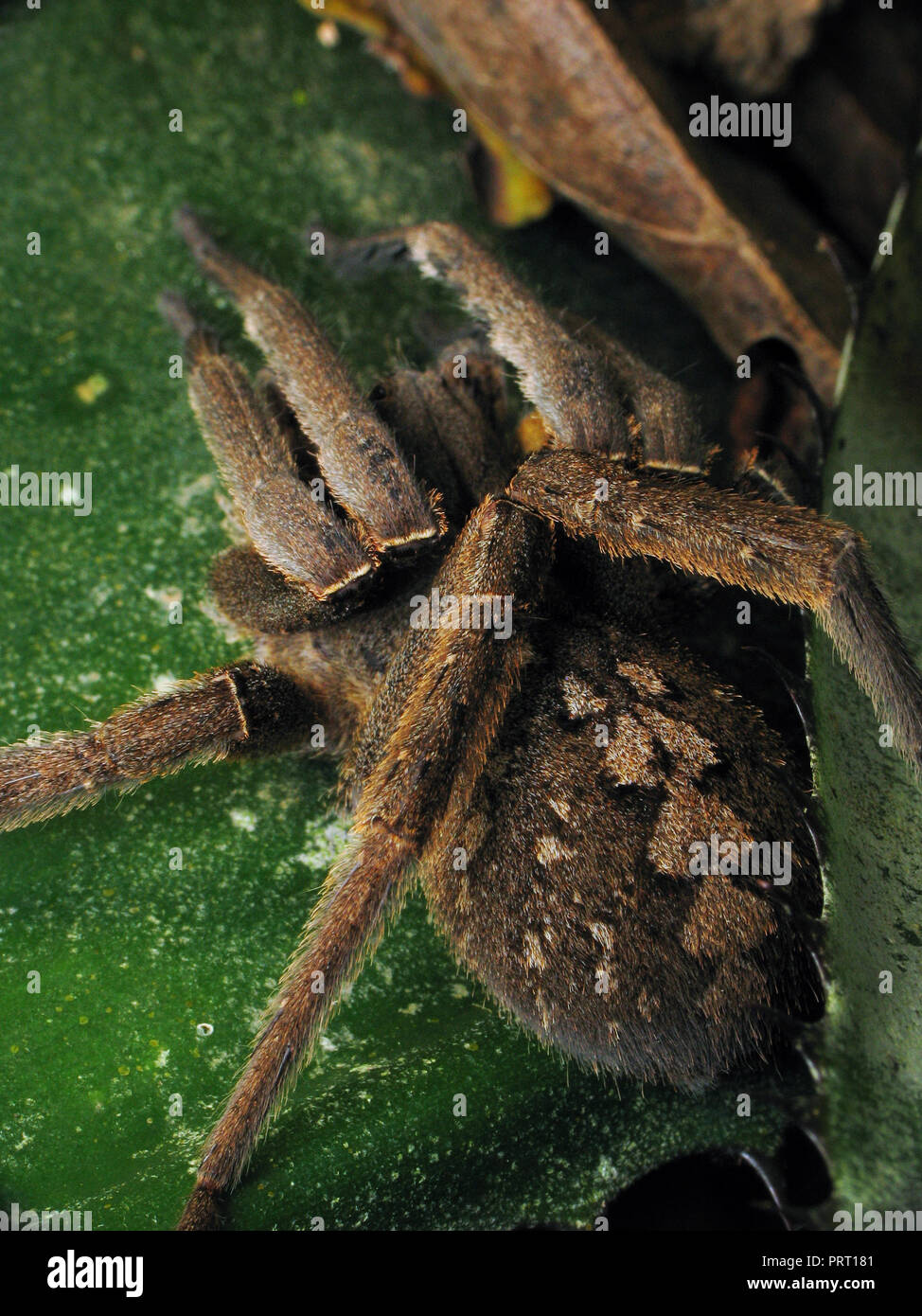 Il ragno velenoso Phoneutria nigriventer (brasiliano ragno errante, armadeira) top view macro che mostra i modelli di addome. Da sud-est del Brasile. Foto Stock