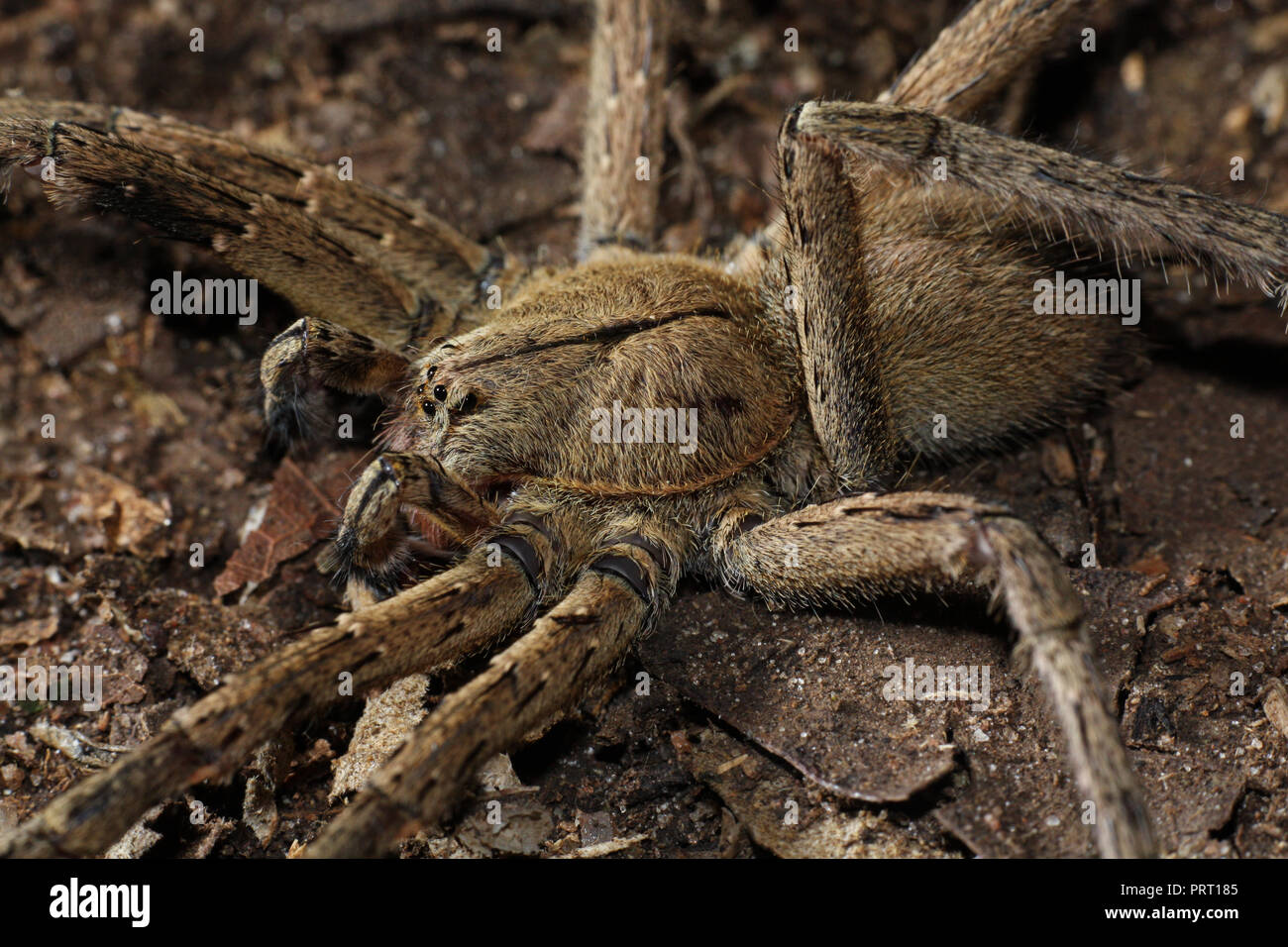 Phoneutria maschio (brasiliano ragno errante / armadeira), ragno velenoso sul suolo della foresta, dal sud-est del Brasile. Foto Stock