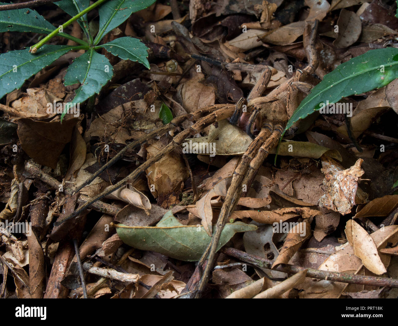 Phoneutria maschio (brasiliano ragno errante / armadeira), ragno velenoso mimetizzata sulla foresta figliata di foglia, dal sud-est del Brasile. Foto Stock