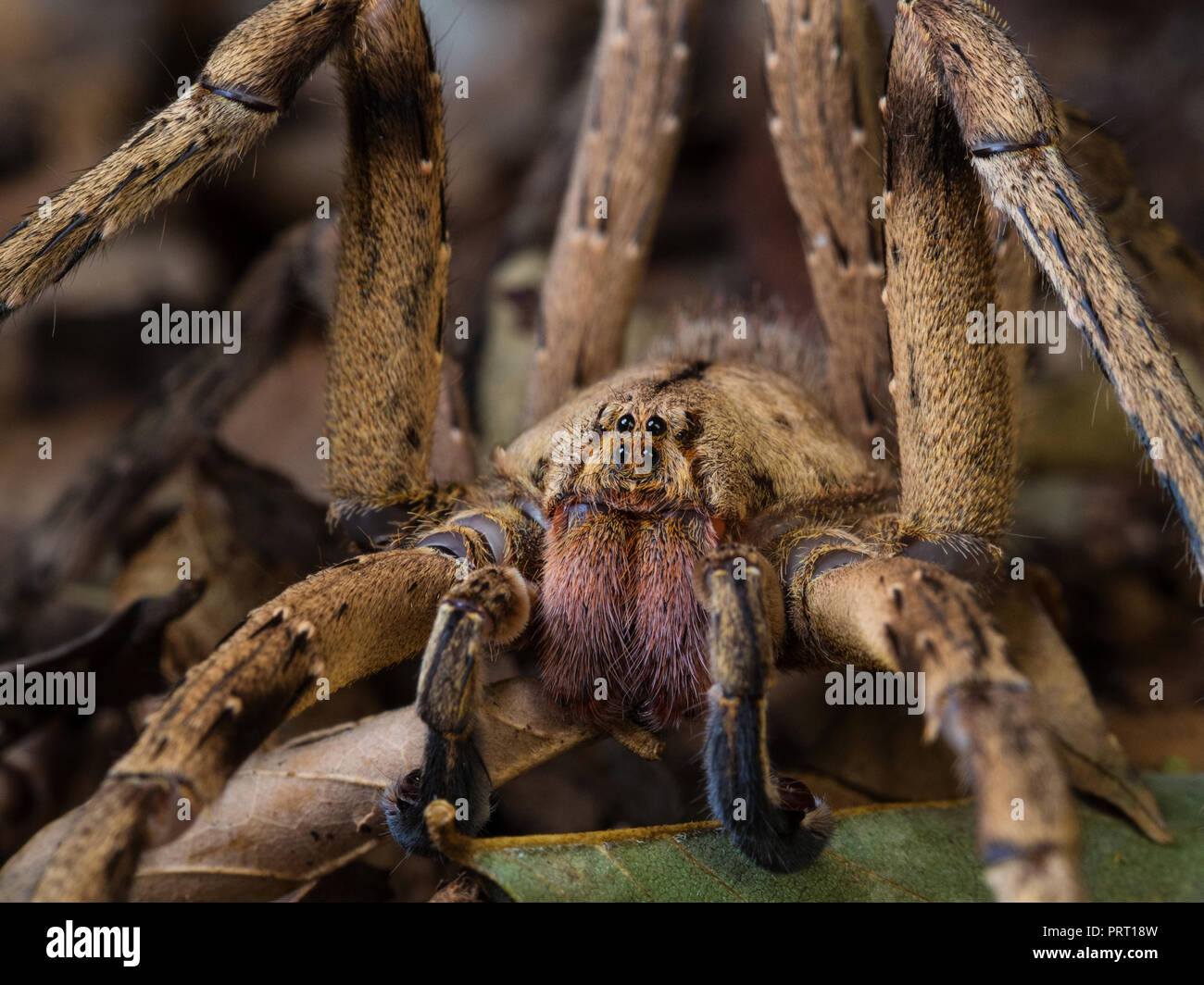 Phoneutria maschio (brasiliano ragno errante / armadeira), ragno velenoso sul suolo della foresta che mostra la faccia di ragno, dal sud-est del Brasile. Foto Stock
