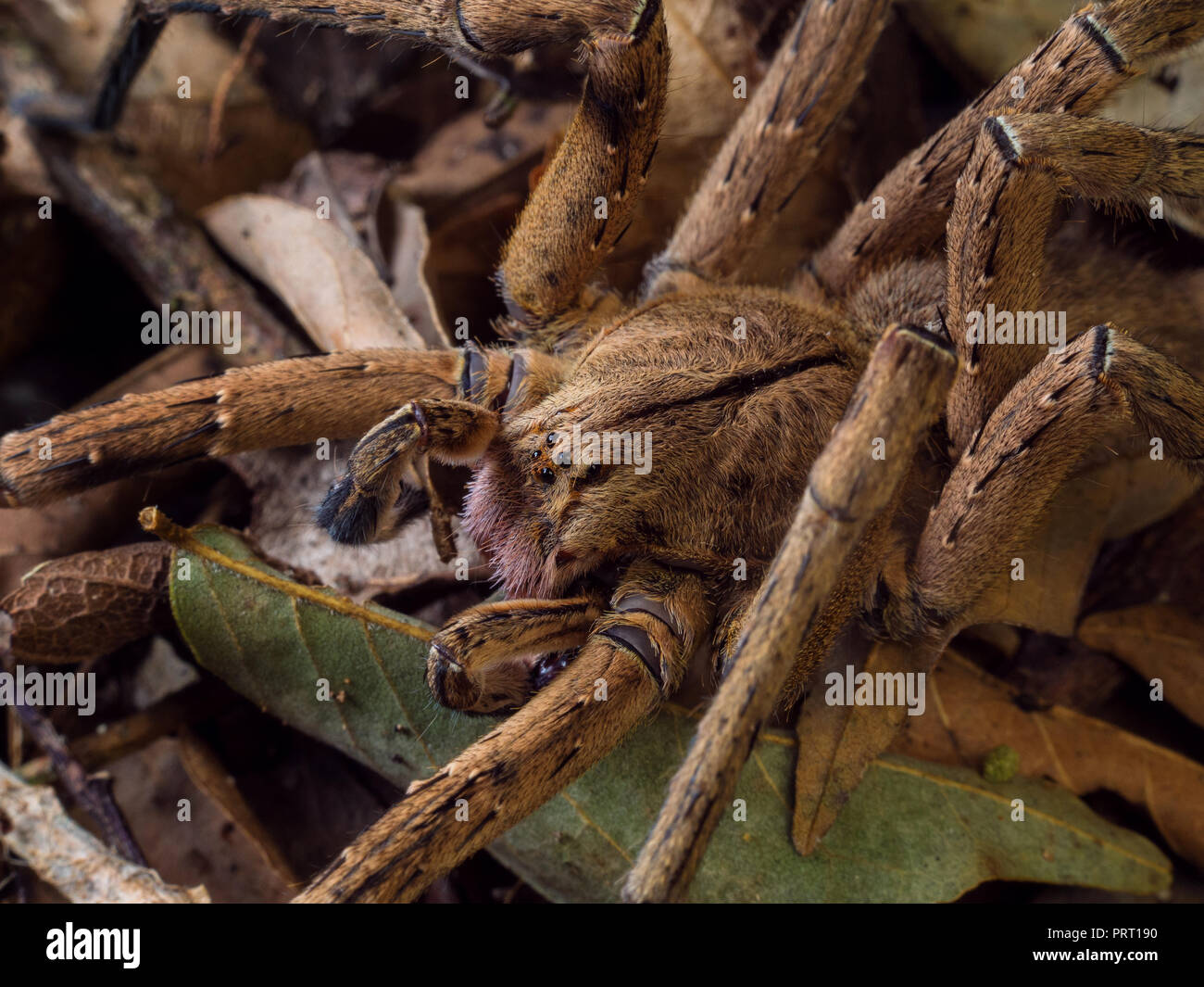 Phoneutria maschio (brasiliano ragno errante / armadeira), ragno velenoso sul suolo della foresta, dal sud-est del Brasile. Foto Stock