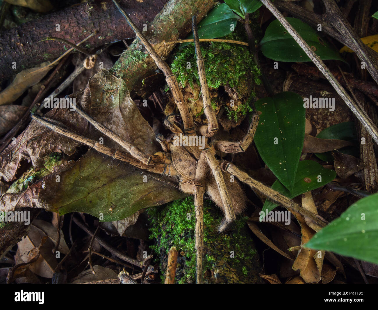 Phoneutria maschio (brasiliano ragno errante / aranha armadeira) macro da sopra il suolo della foresta , dal sud-est del Brasile. Foto Stock