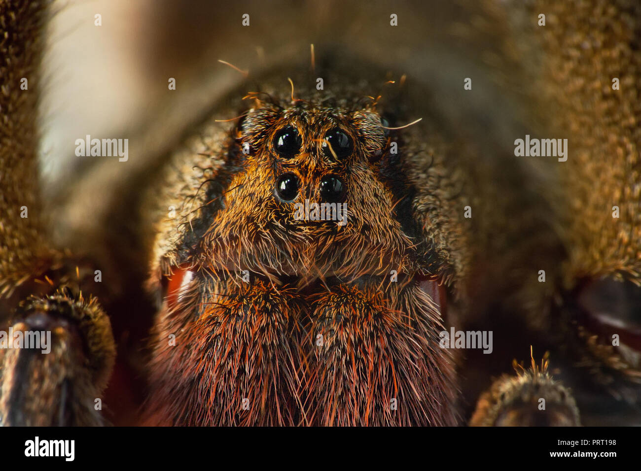 Brasiliano ragno errante (Phoneutria, aranha armadeira) faccia macro che mostra il ragno occhi, ritratto dettagliato. Il ragno velenoso dal Brasile. Foto Stock