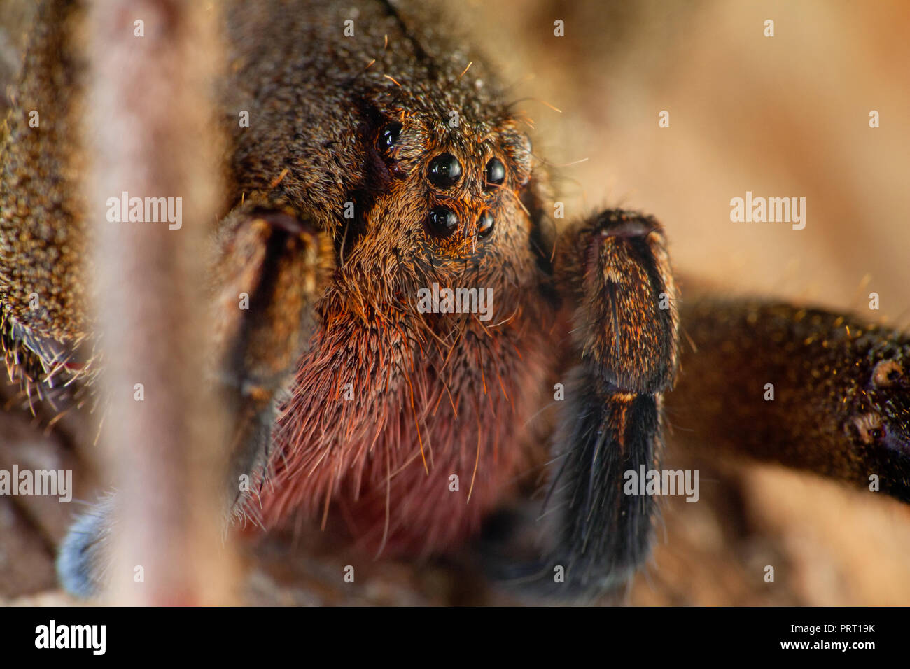 Brasiliano ragno errante (Phoneutria, aranha armadeira) faccia macro che mostra il ragno occhi, ritratto dettagliato. Il ragno velenoso dal Brasile. Foto Stock