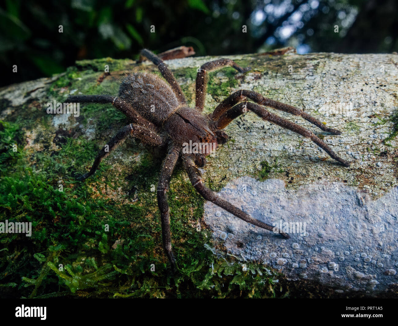 Brasiliano velenosi girovagando spider (Phoneutria, aranha armadeira) camminando sul tronco di un albero con una foresta in background. Da sud-est del Brasile. Foto Stock