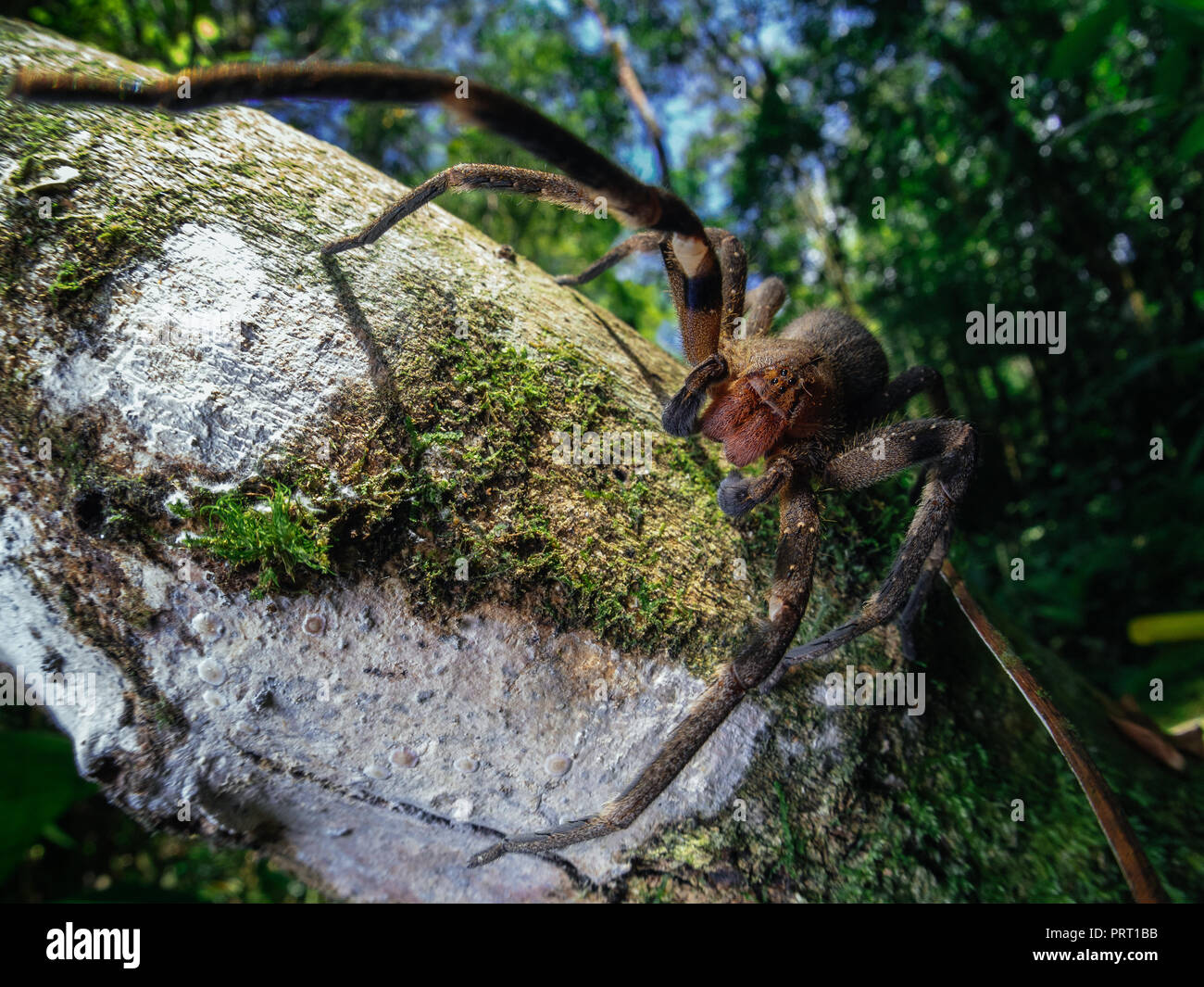 Macro Wde del brasiliano velenosi girovagando spider (Phoneutria, aranha armadeira) camminando sul tronco di un albero con una foresta in background. Da SE IL BRASILE. Foto Stock