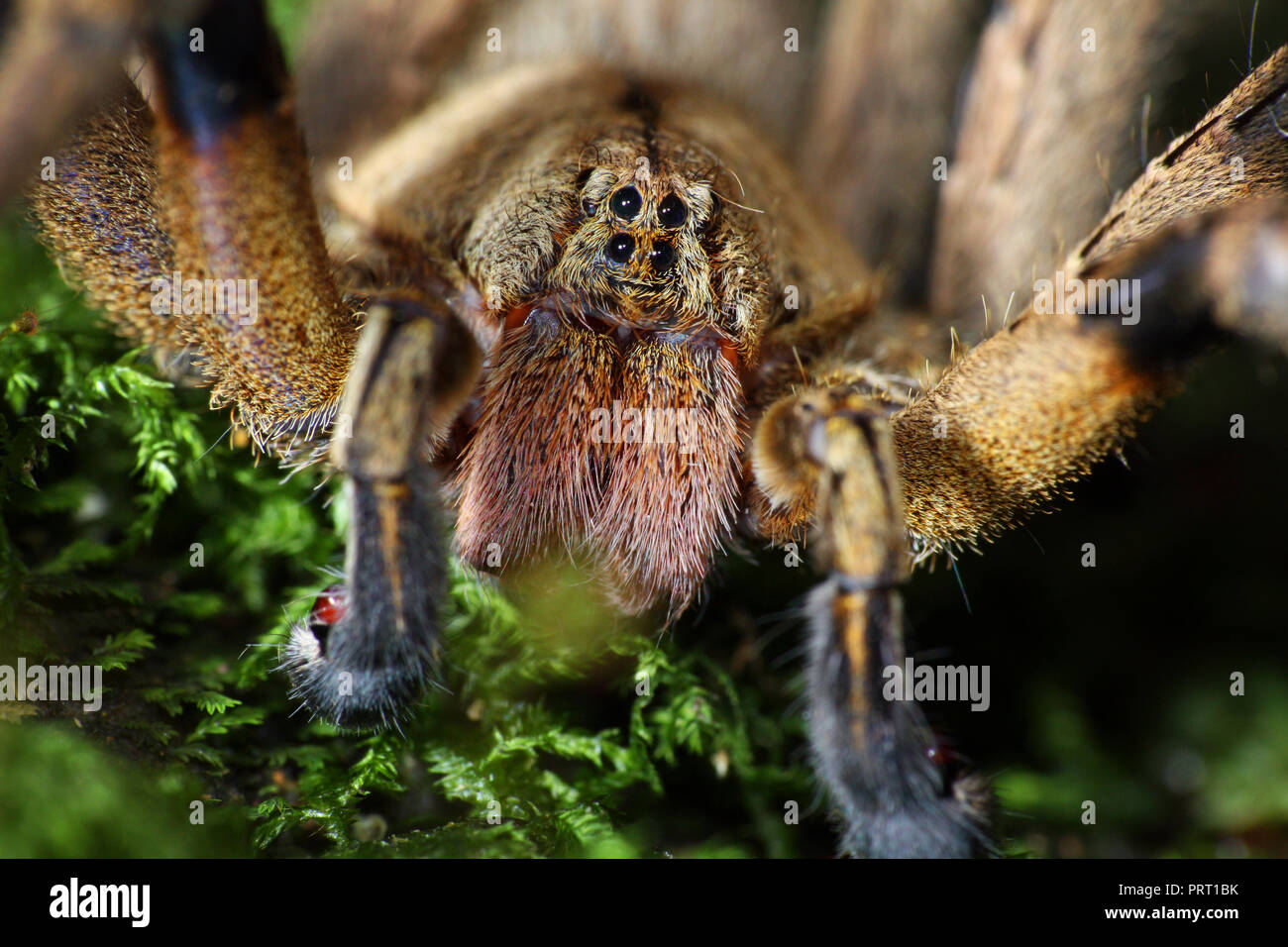 Brasiliano maschio girovagando spider (Phoneutria, aranha armadeira) faccia macro che mostra il ragno occhi, ritratto dettagliato. Il ragno velenoso dal Brasile. Foto Stock