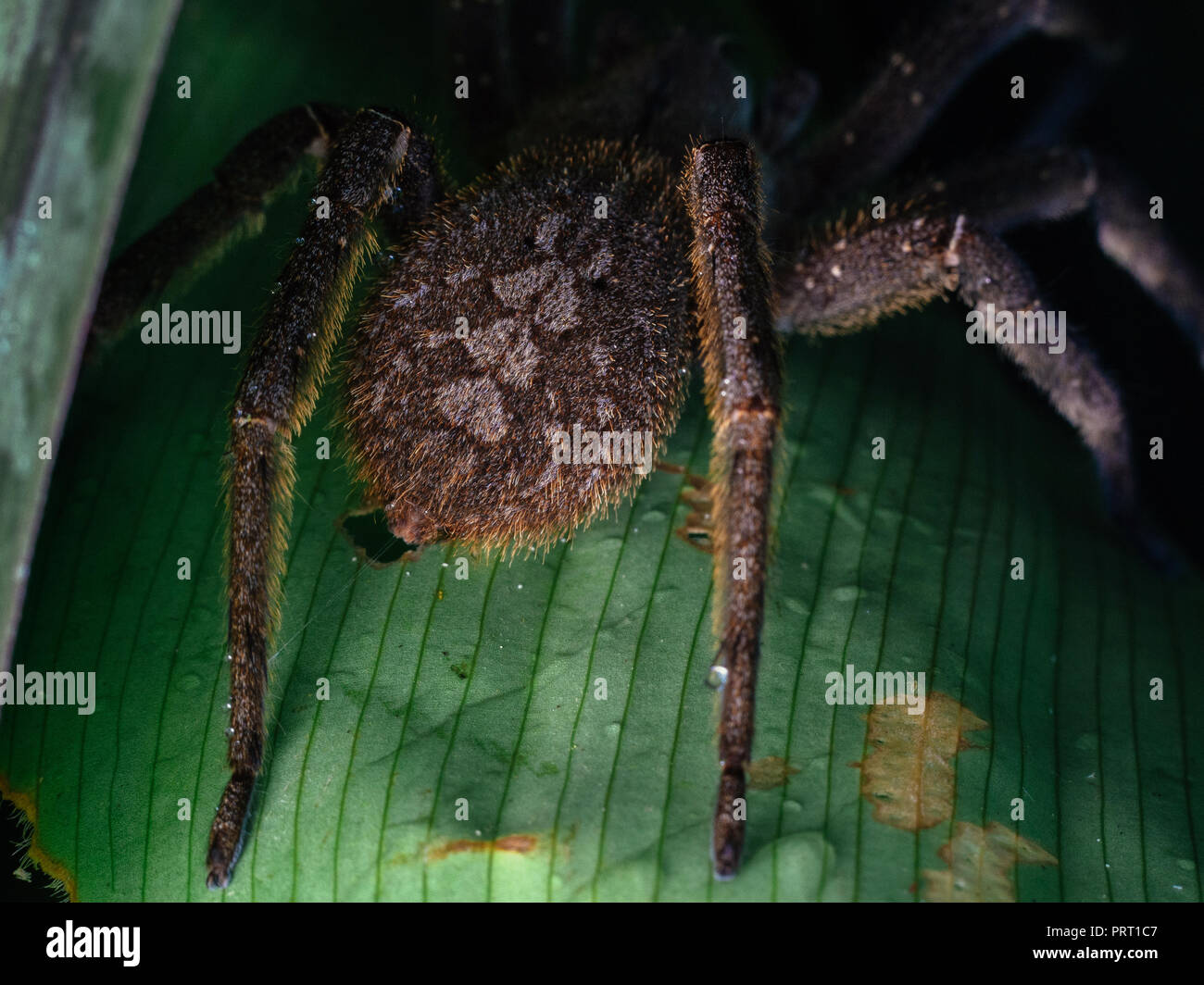 Infamous spider Phoneutria nigriventer (brasiliano ragno errante, armadeira) top view macro che mostra i modelli di addome. Da sud-est del Brasile. Foto Stock