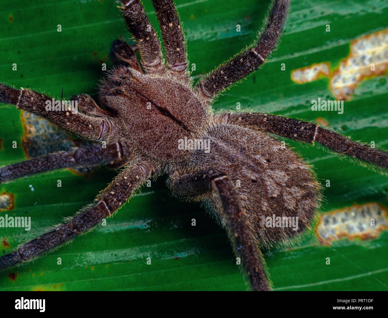 Infamous spider Phoneutria nigriventer (brasiliano ragno errante, armadeira) top view macro che mostra i modelli di addome. Da sud-est del Brasile. Foto Stock