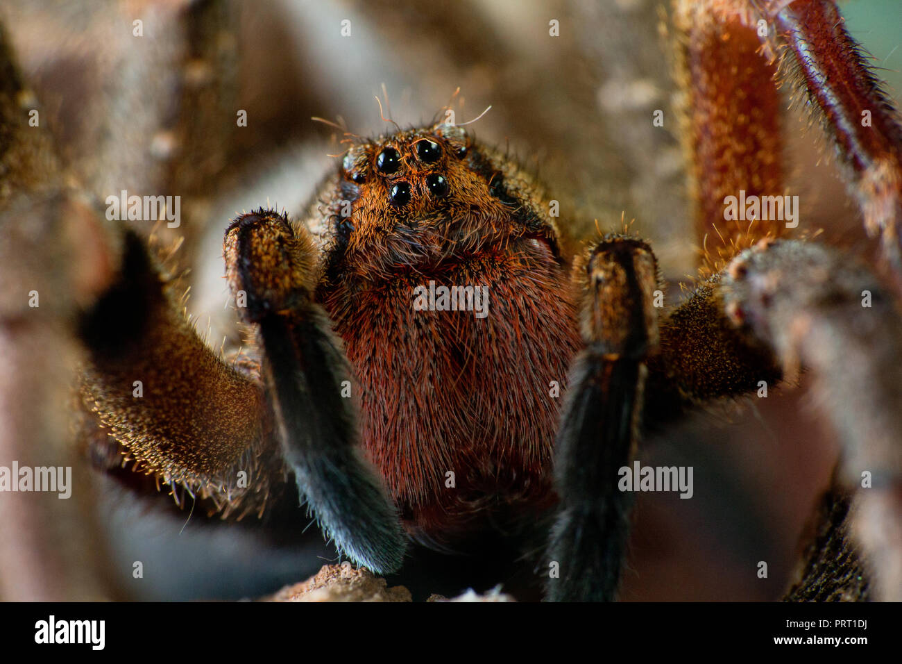 Brasiliano ragno errante (Phoneutria, aranha armadeira) faccia frontale macro che mostra il ragno occhi, ritratto dettagliato. Il ragno velenoso dal Brasile. Foto Stock