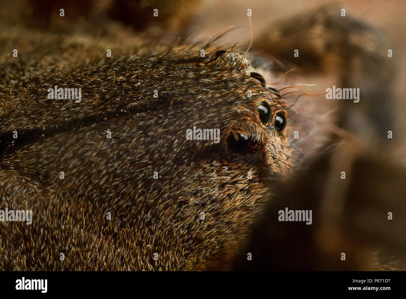 Close-up sugli occhi di un brasiliano girovagando spider (Phoneutria, aranha armadeira), medica e farmaceutical Ctenidae spider specie dal Sud America. Foto Stock