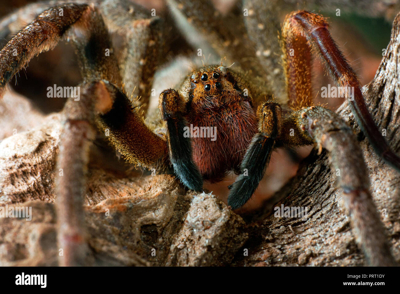 Brasiliano ragno errante (Phoneutria, aranha armadeira) faccia frontale macro che mostra il ragno occhi, ritratto dettagliato. Il ragno velenoso dal Brasile. Foto Stock
