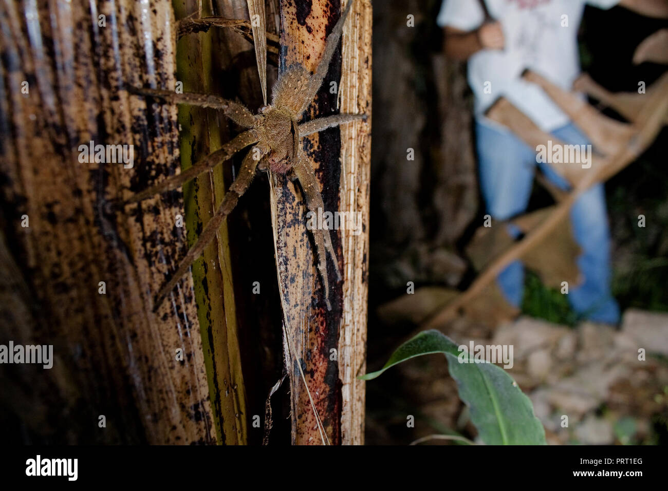 Brasiliano ragno errante (Phoneutria) su una banana palm con una persona in background, ragno responsabile per fatale morso incidenti in Sud America Foto Stock