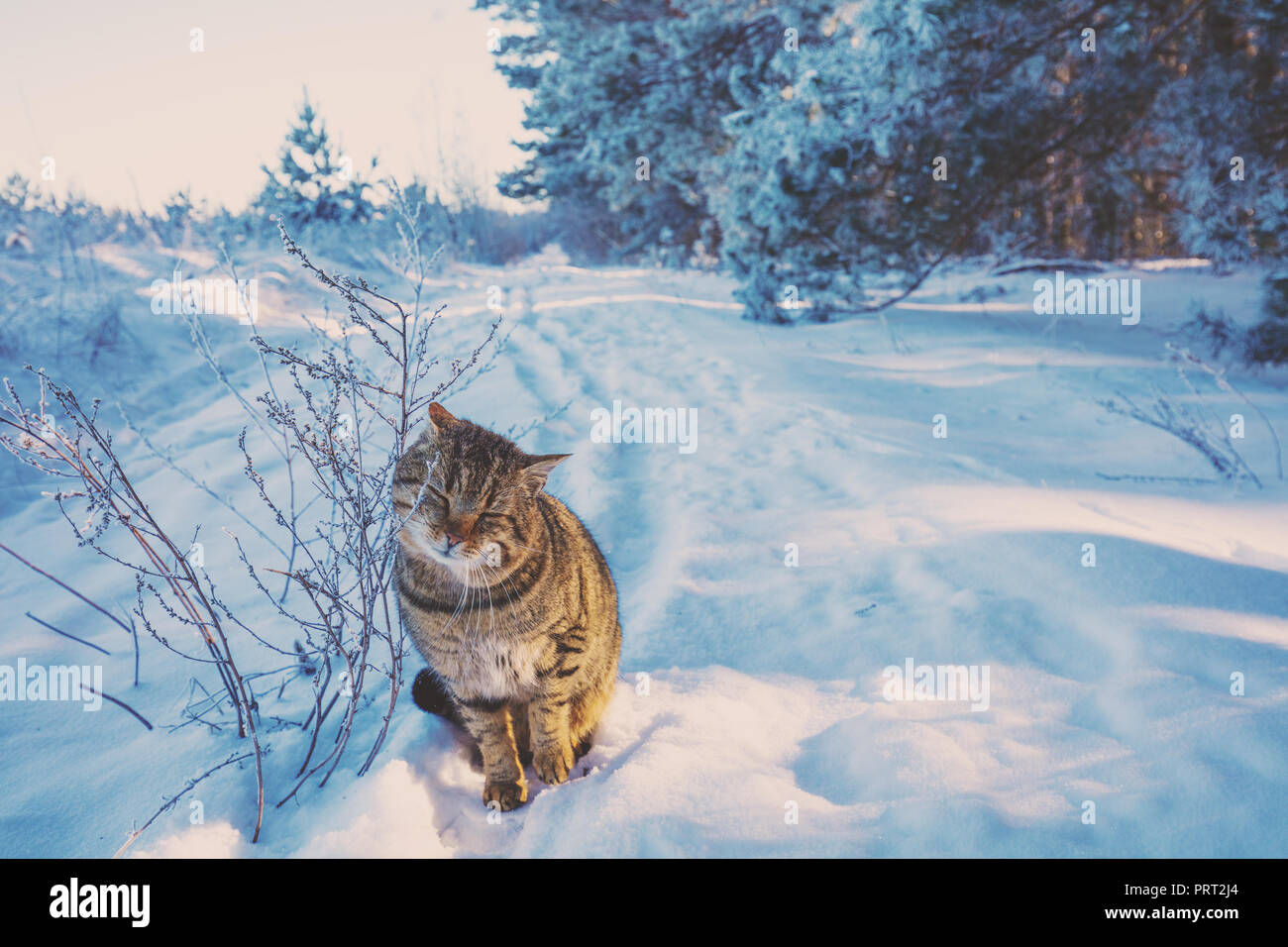 Il gatto cammina sul bordo della foresta di inverno Foto Stock