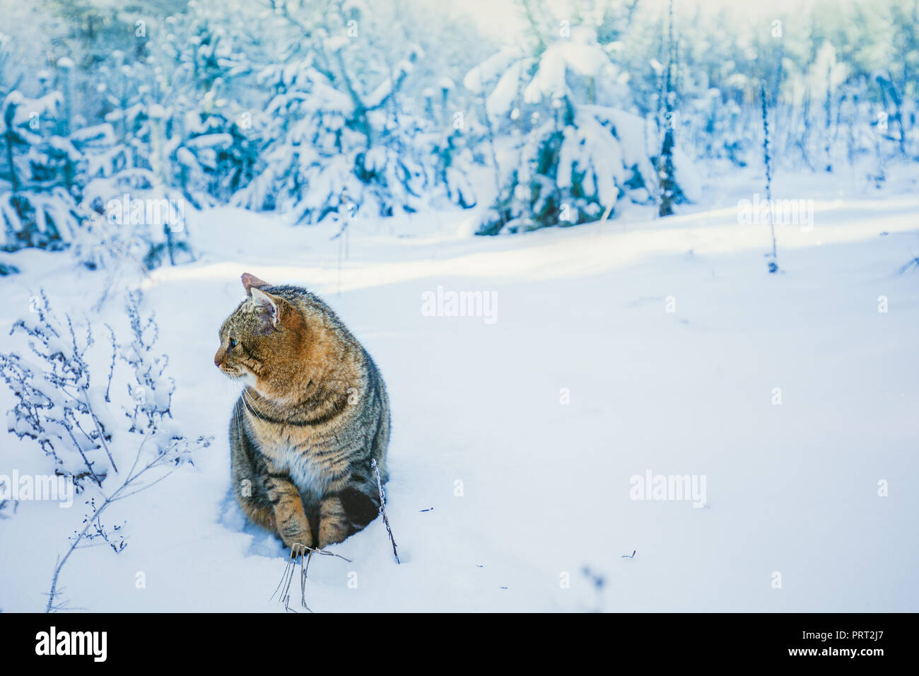 Cat a piedi nei boschi innevati in inverno Foto Stock