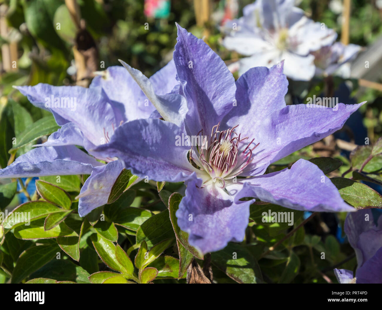 La clematide Tranquilite 'Evipo111', un viola pallido fiore clematus dal Boulevard di raccolta in estate nel West Sussex, Regno Unito. Foto Stock