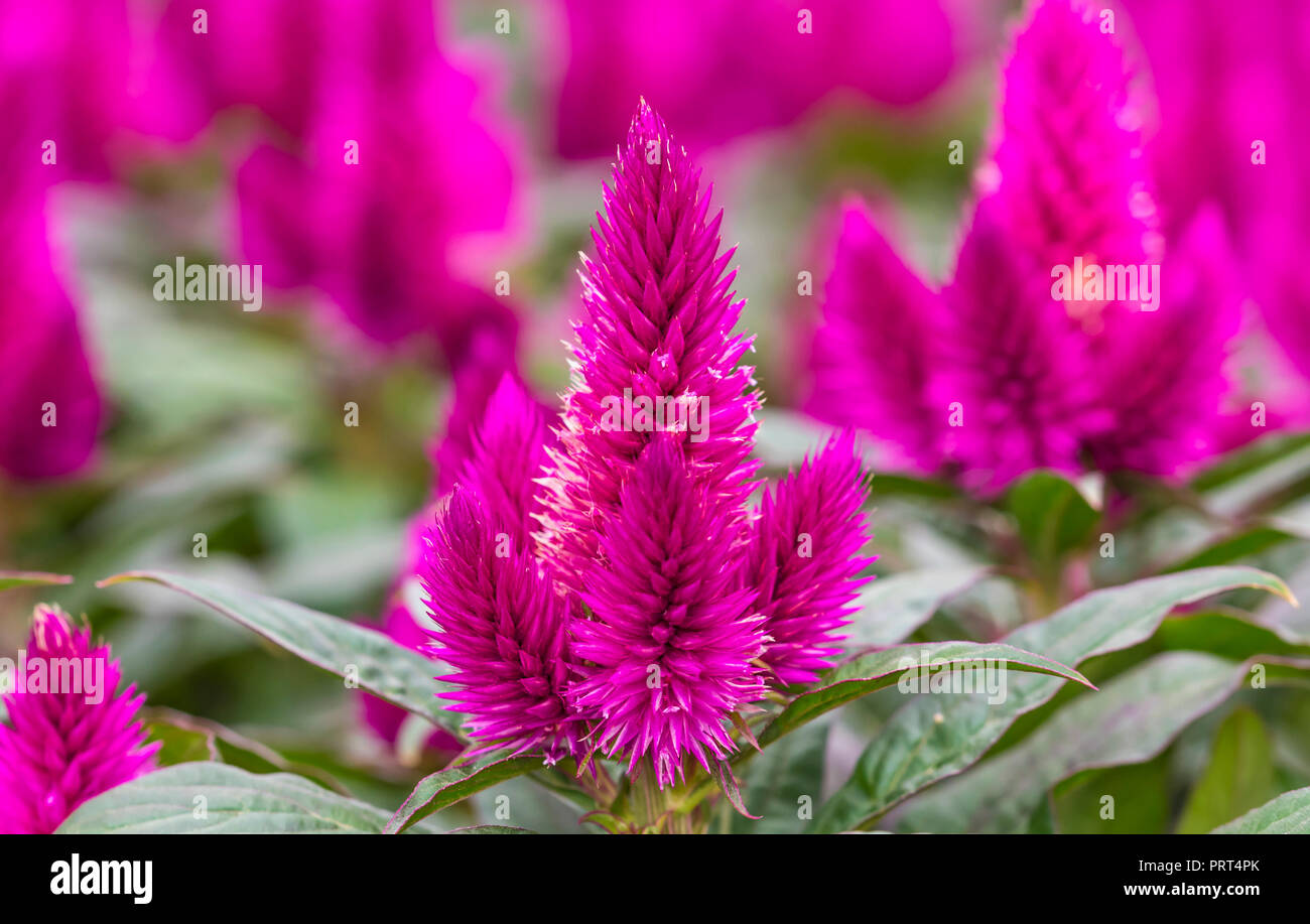 Fiori Sementi Semi 30 Viola Cresta Di Gallo Celosia Fiore Giardino E Giardinaggio Vinea Gmbh De