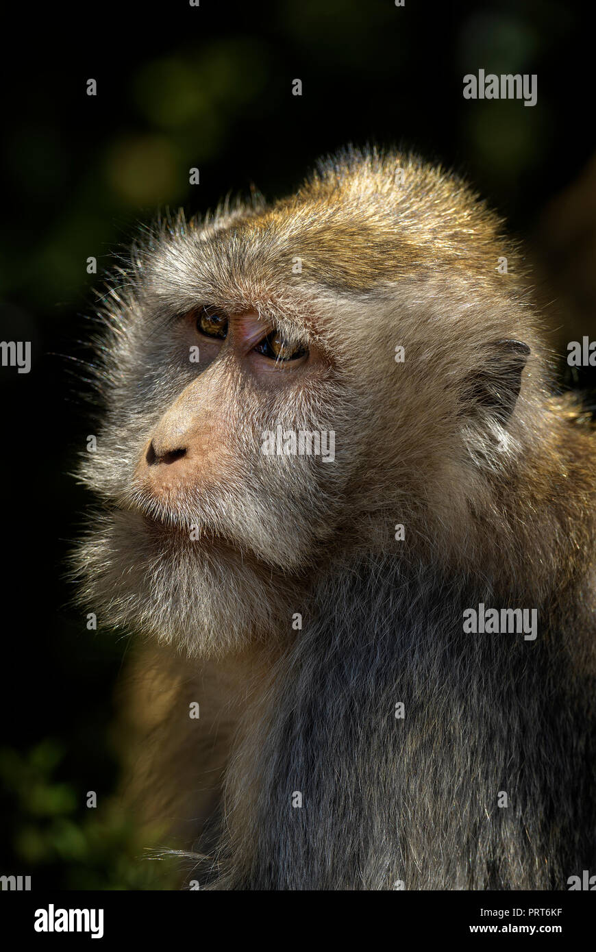 Lunga coda Macaque - Macaca fascicularis, scimmia comune dal sud-est asiatico di foreste, boschi e giardini, Thailandia. Foto Stock