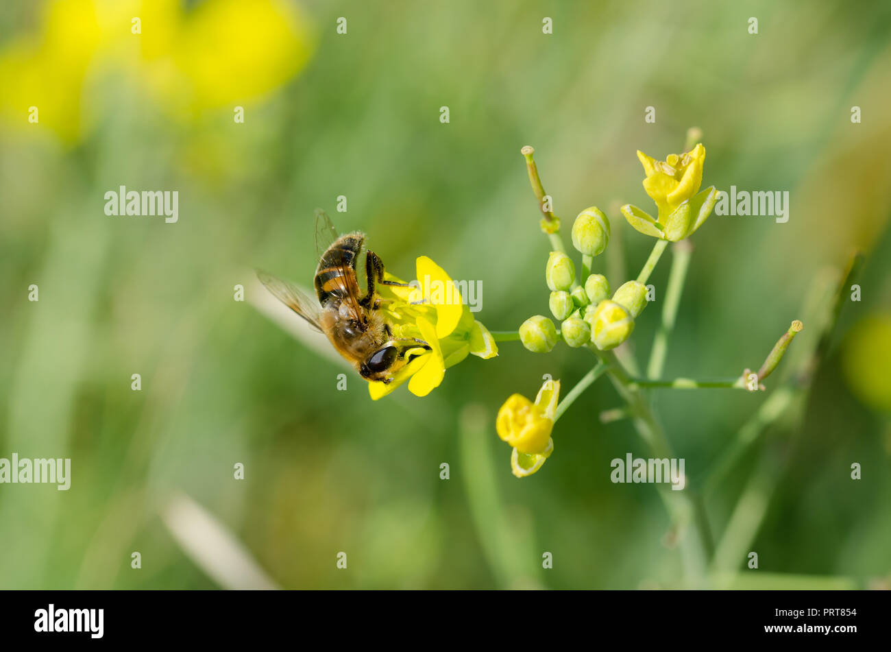 Il miele delle api è succhiare il nettare dal fiore giallo.sfocato sfondo verde. Foto Stock