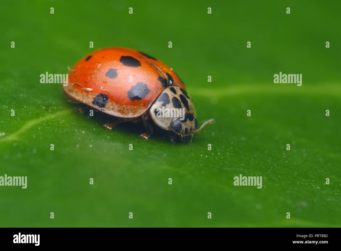 10-spot Ladybird (Adalia decempunctata) su foglie di quercia. Tipperary, Irlanda Foto Stock