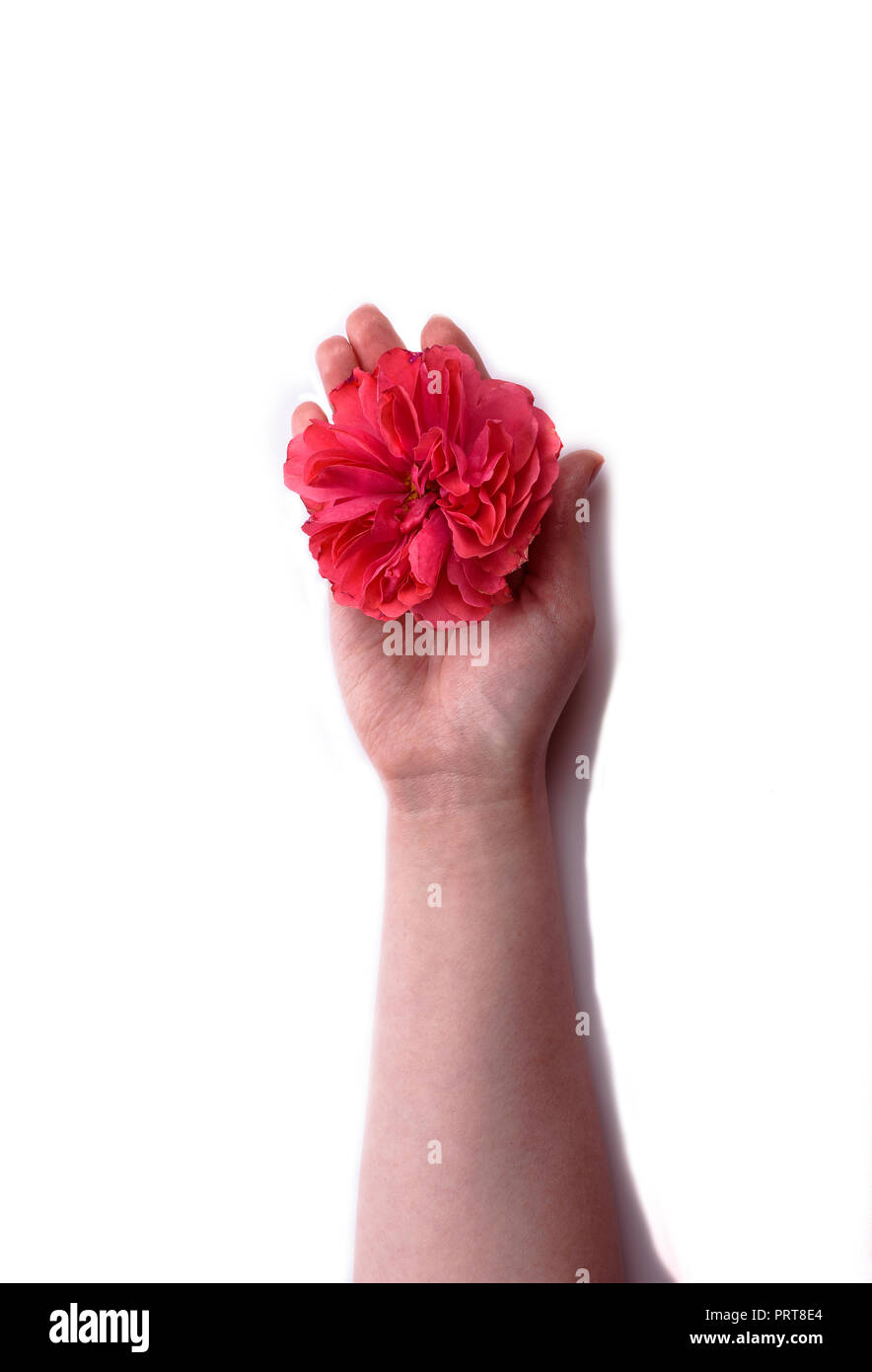 Red Rose bud nella donna la mano isolati su sfondo bianco Foto Stock
