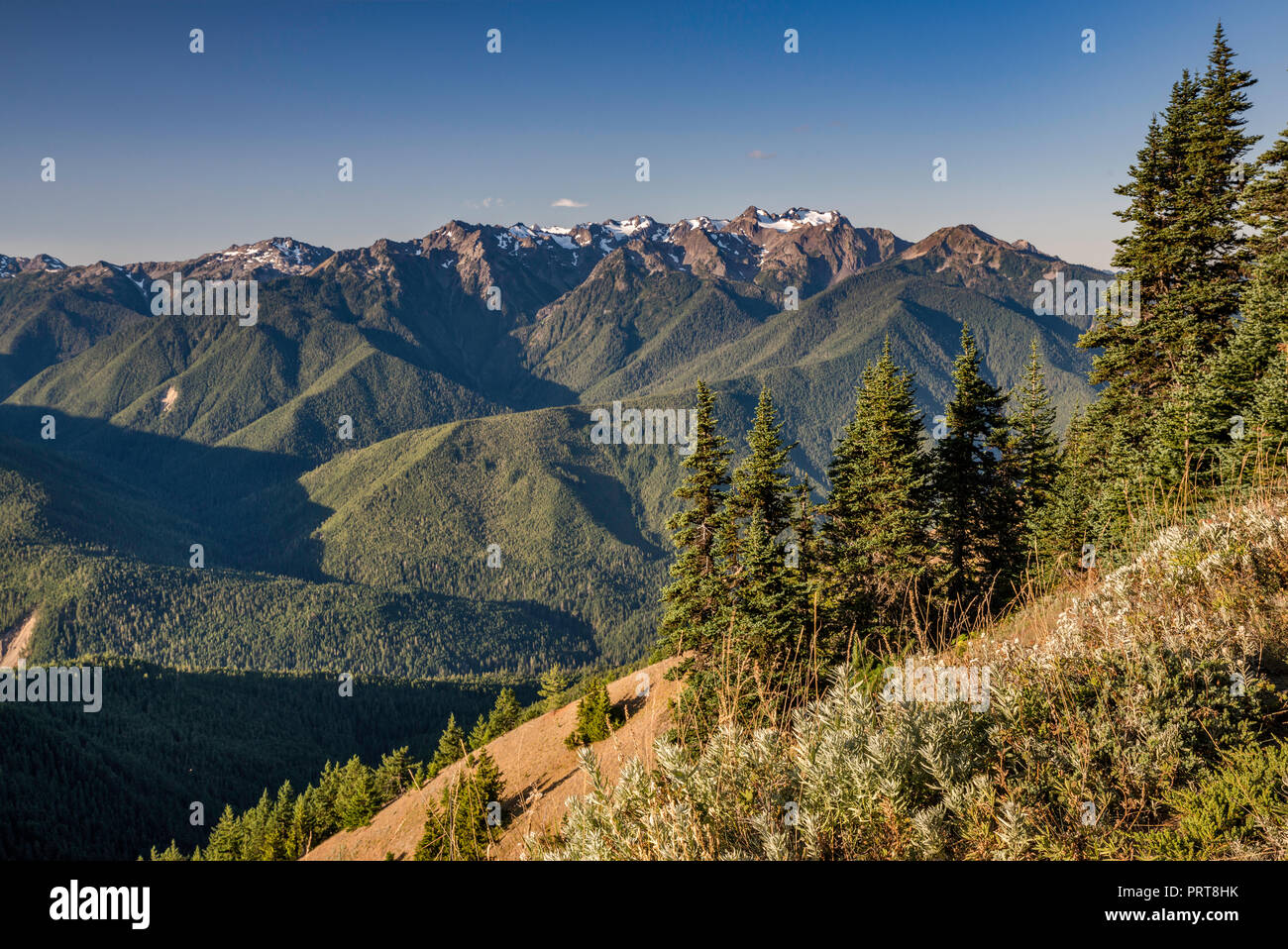 Montare Carrie (centro), monte olimpo (sinistra), vista a metà settembre da Hurricane Ridge, il Parco Nazionale di Olympic, nello stato di Washington, USA Foto Stock