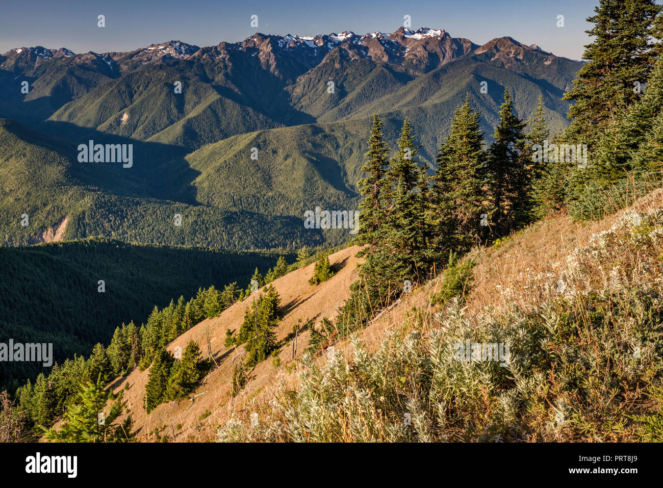 Montare Carrie (centro), monte olimpo (sinistra), vista a metà settembre da Hurricane Ridge, il Parco Nazionale di Olympic, nello stato di Washington, USA Foto Stock