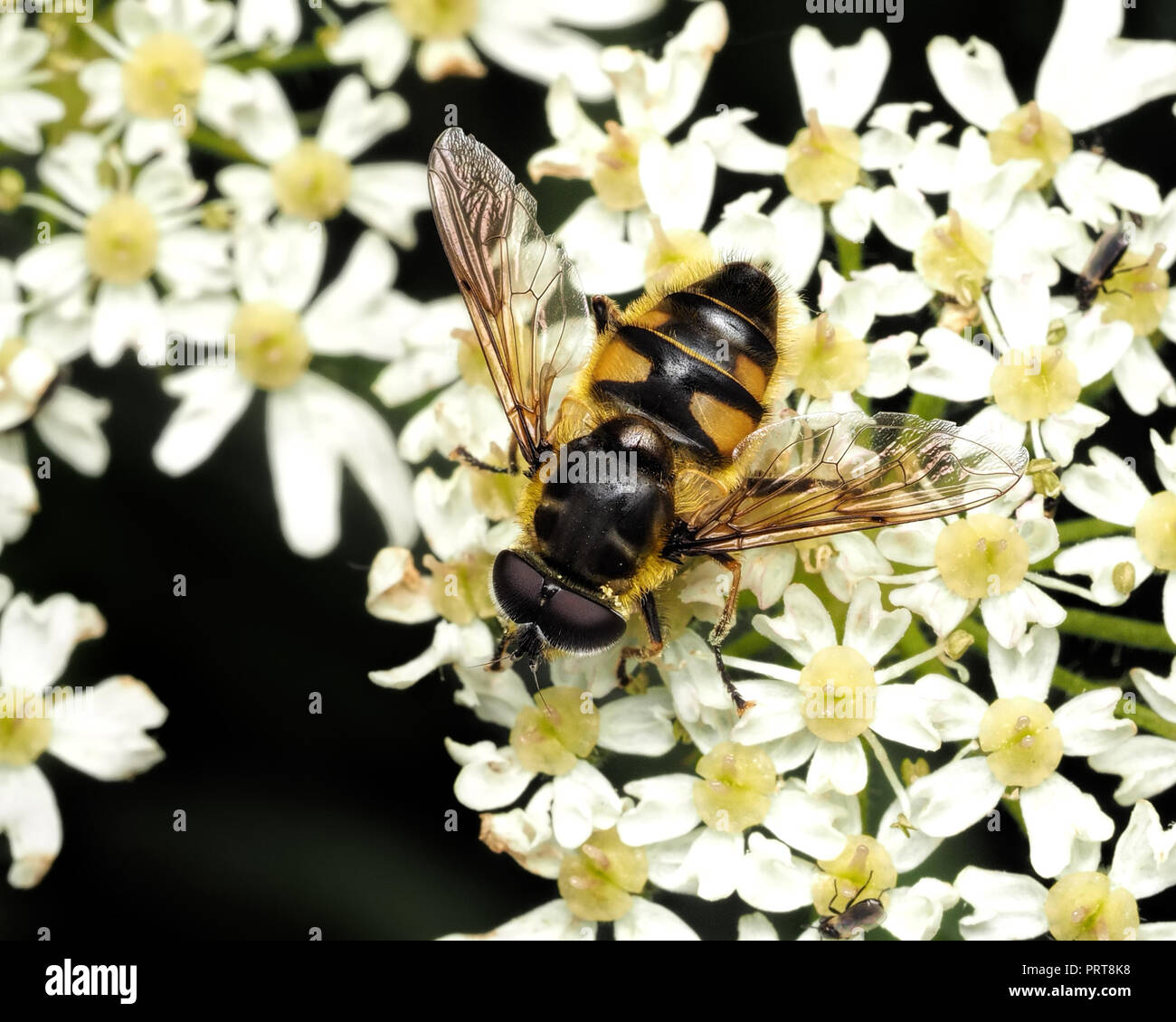 Myathropa florea Hoverfly poggiante su umbellifer fiore. Tipperary, Irlanda Foto Stock
