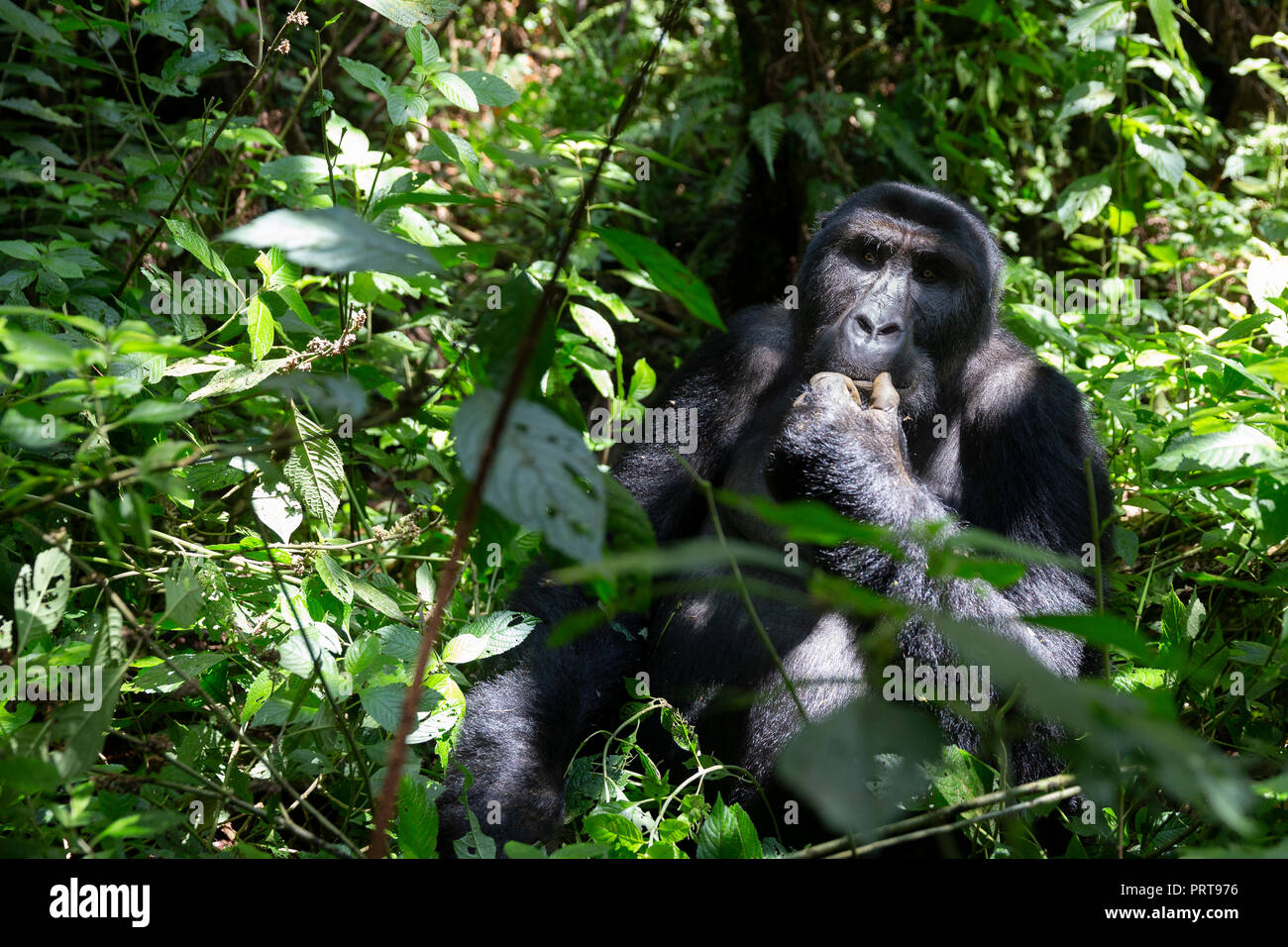 Pianura orientale Gorilla Gorilla beringei beringei, Bukavu, Repubblica Democratica del Congo, 15 luglio, 2018. (CTK foto/Ondrej Zaruba) Foto Stock