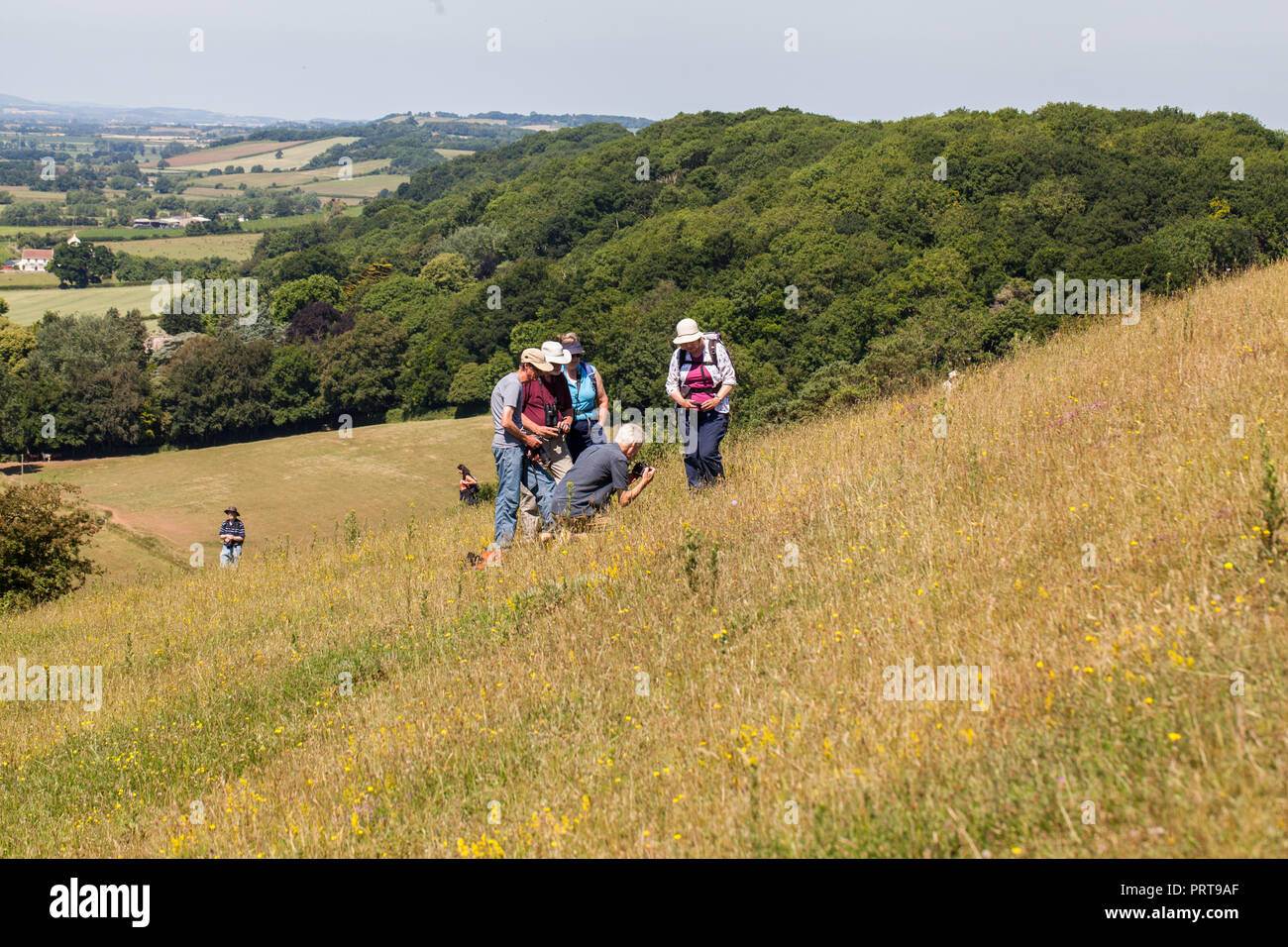 Guardare la gente e fotografare grandi farfalle blu Maculinea arion Collard su Hill Somerset Inghilterra UL Foto Stock