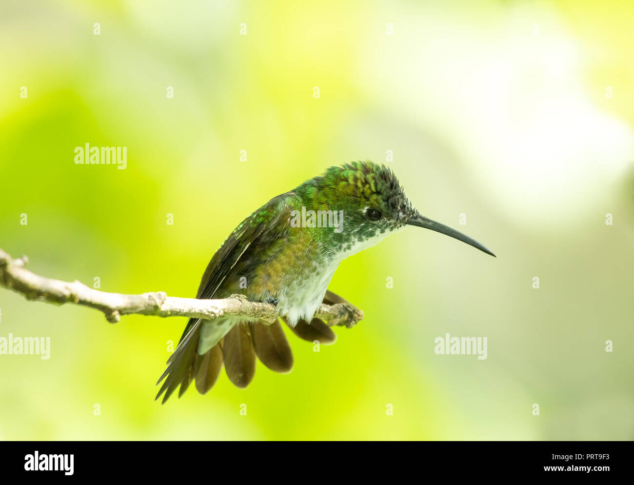 White Chested Emerald Foto Stock