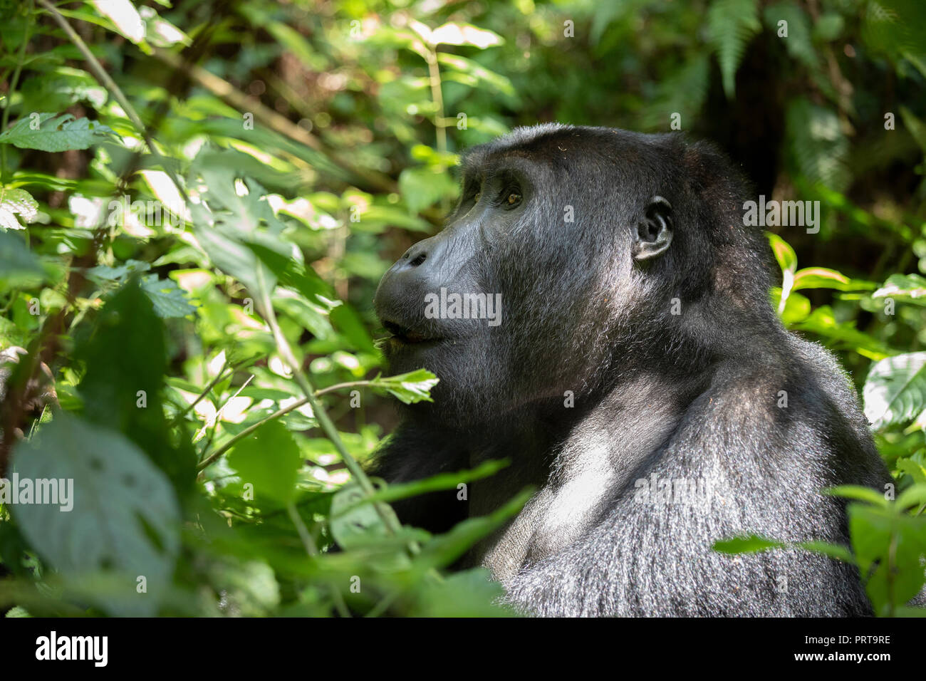 Pianura orientale Gorilla Gorilla beringei beringei, Bukavu, Repubblica Democratica del Congo, 15 luglio, 2018. (CTK foto/Ondrej Zaruba) Foto Stock
