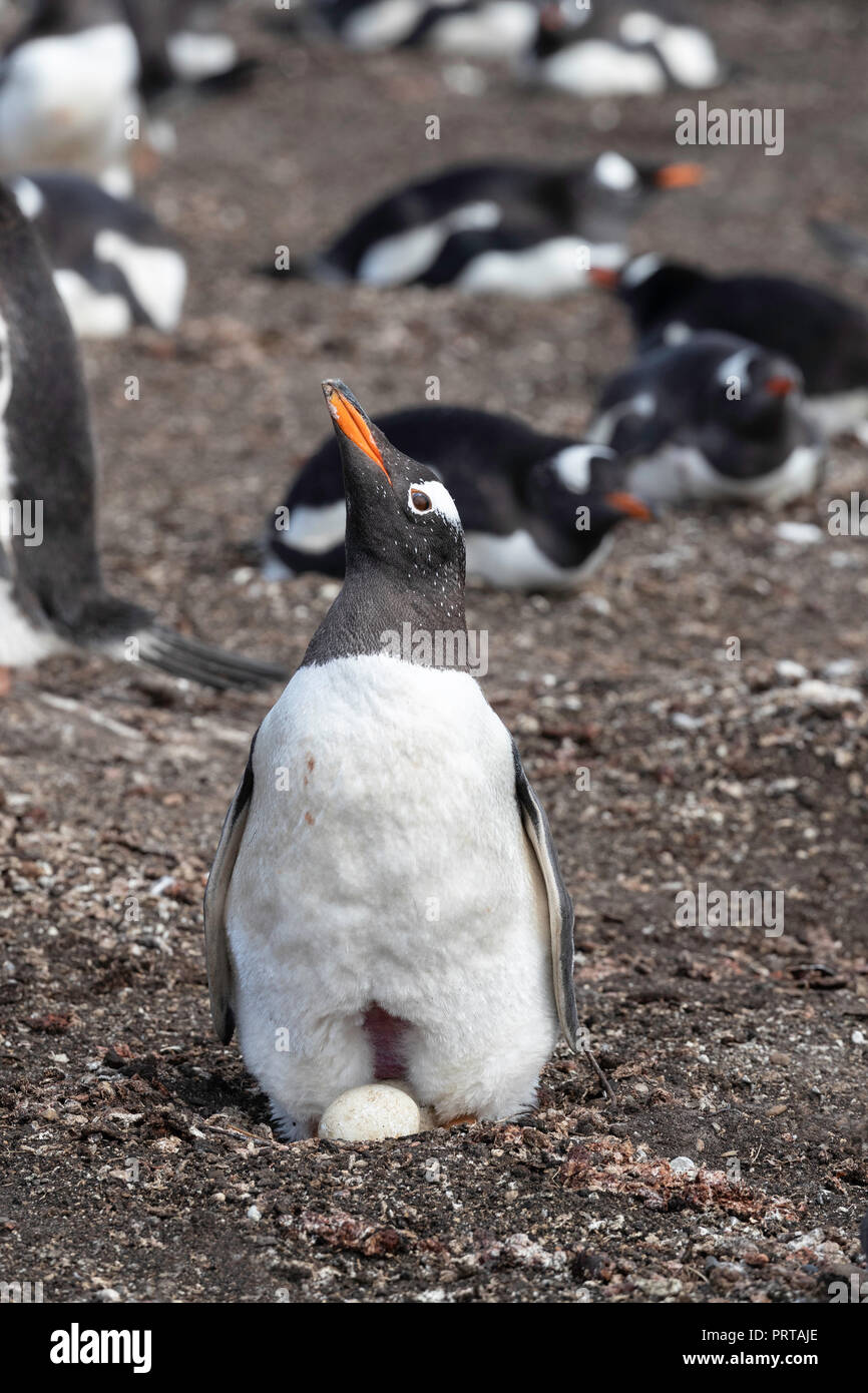 Adulto gentoo penguin Pygoscelis papua, con 2 uova sulla tela di isola, Falklands Foto Stock