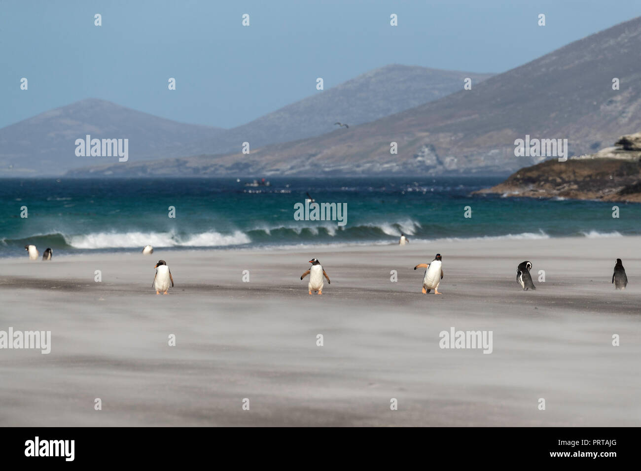 Adulto pinguini di Gentoo, Pygoscelis papua, sulla spiaggia di sabbia di Saunders Island, Falklands Foto Stock