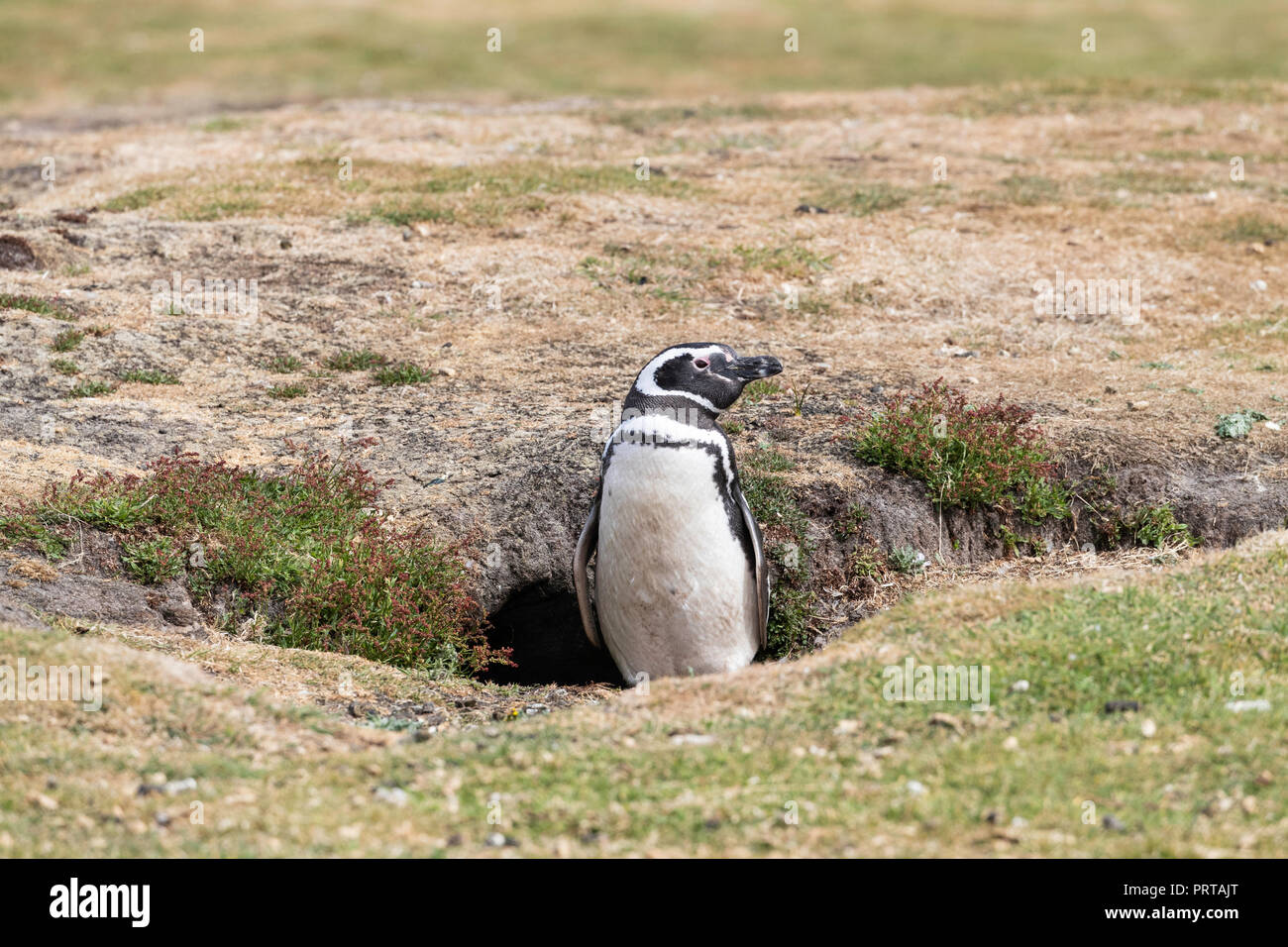 Magellanic penguin, Spheniscus magellanicus, vicino burrow a colonia di allevamento sulla tela di isola, Falklands Foto Stock